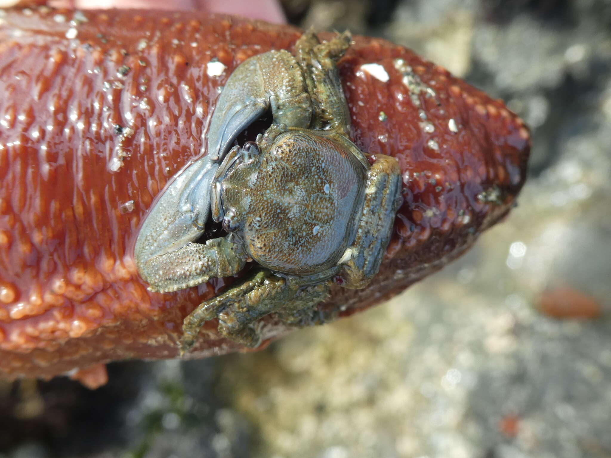 Image of flattop crab