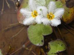 Image of Water-snowflake