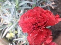 Image of carnation