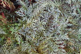 Plancia ëd Selaginella erythropus (Mart.) Spring