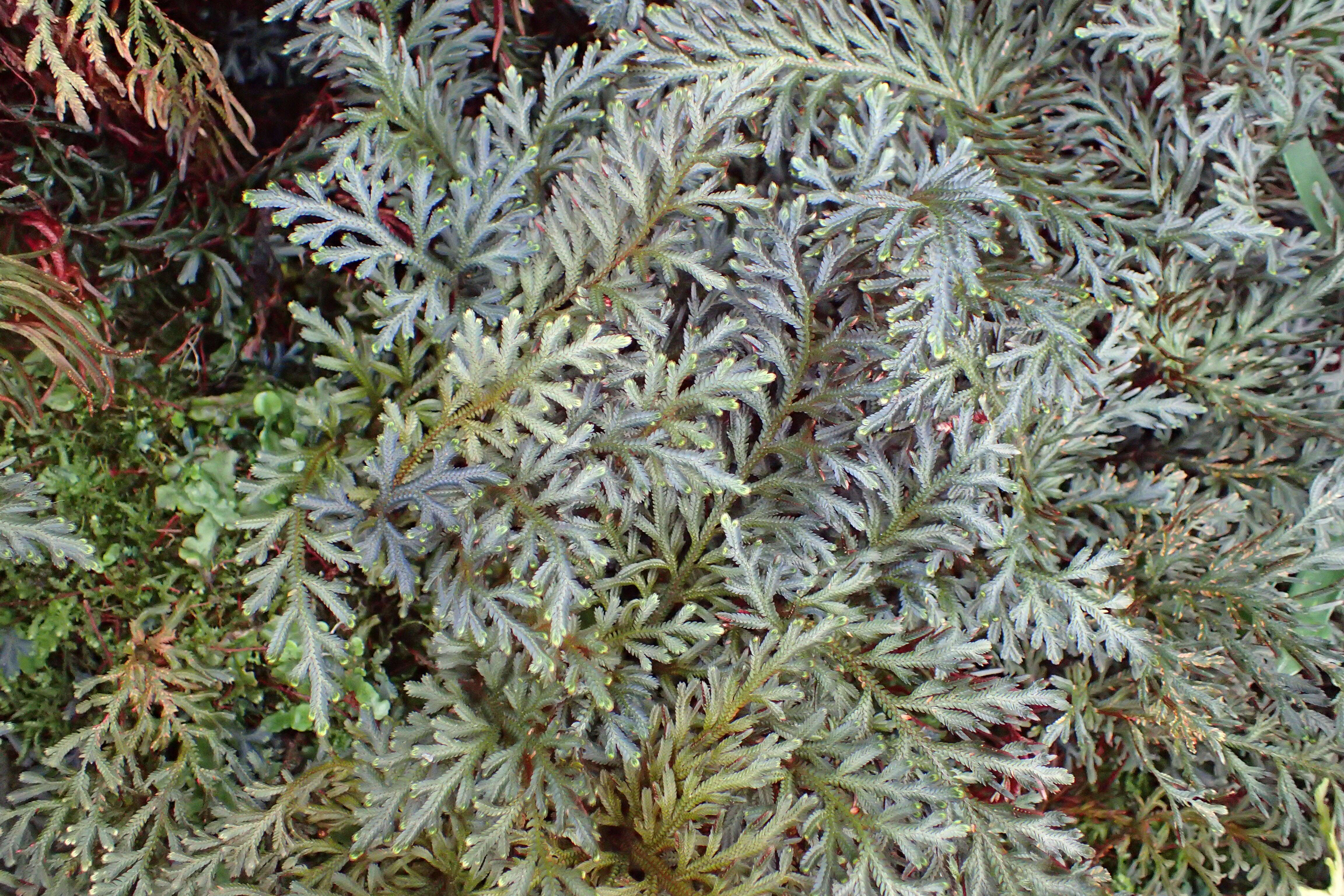 Image of Selaginella erythropus (Mart.) Spring