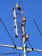 Image of Chalk-browed Mockingbird