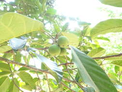 Image of Ficus callosa Willd.