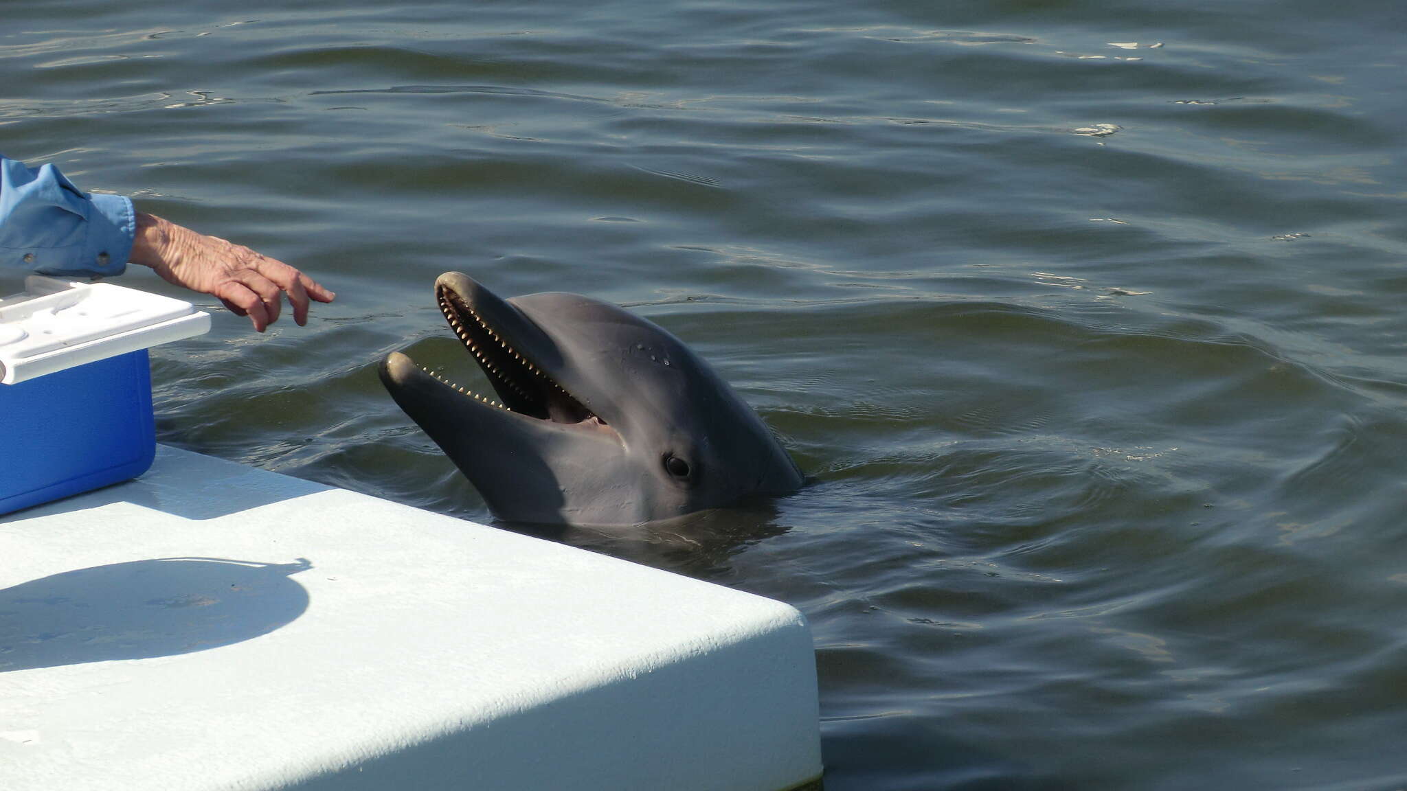 Image of Bottlenose Dolphin