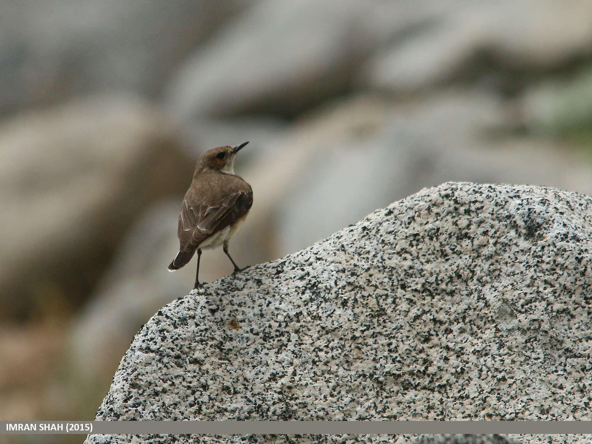 Image of Pied Wheatear