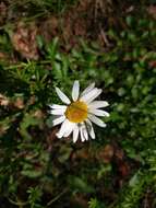 Image of Oxeye Daisy