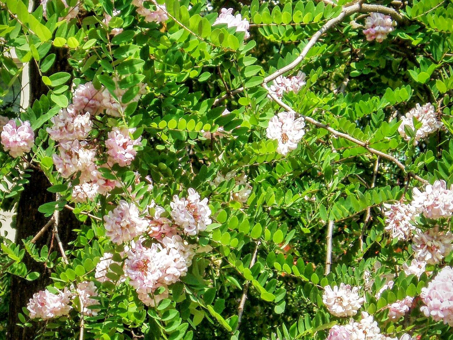 Image of clammy locust