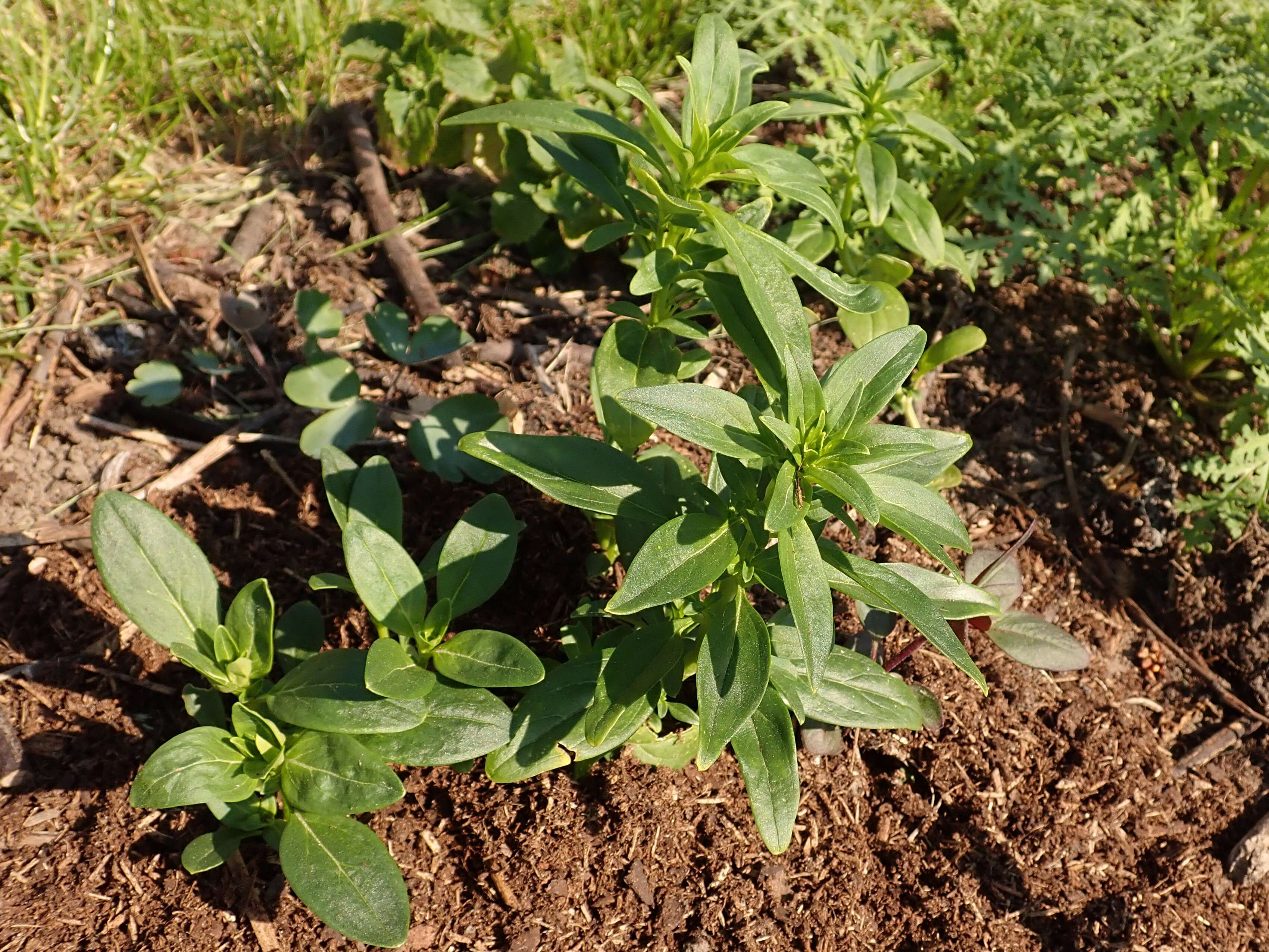 Plancia ëd Antirrhinum majus L.