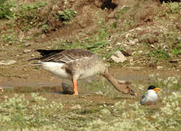 Image of Taiga Bean Goose