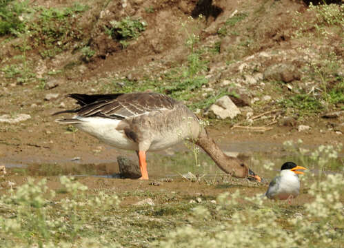 Image of Taiga Bean Goose