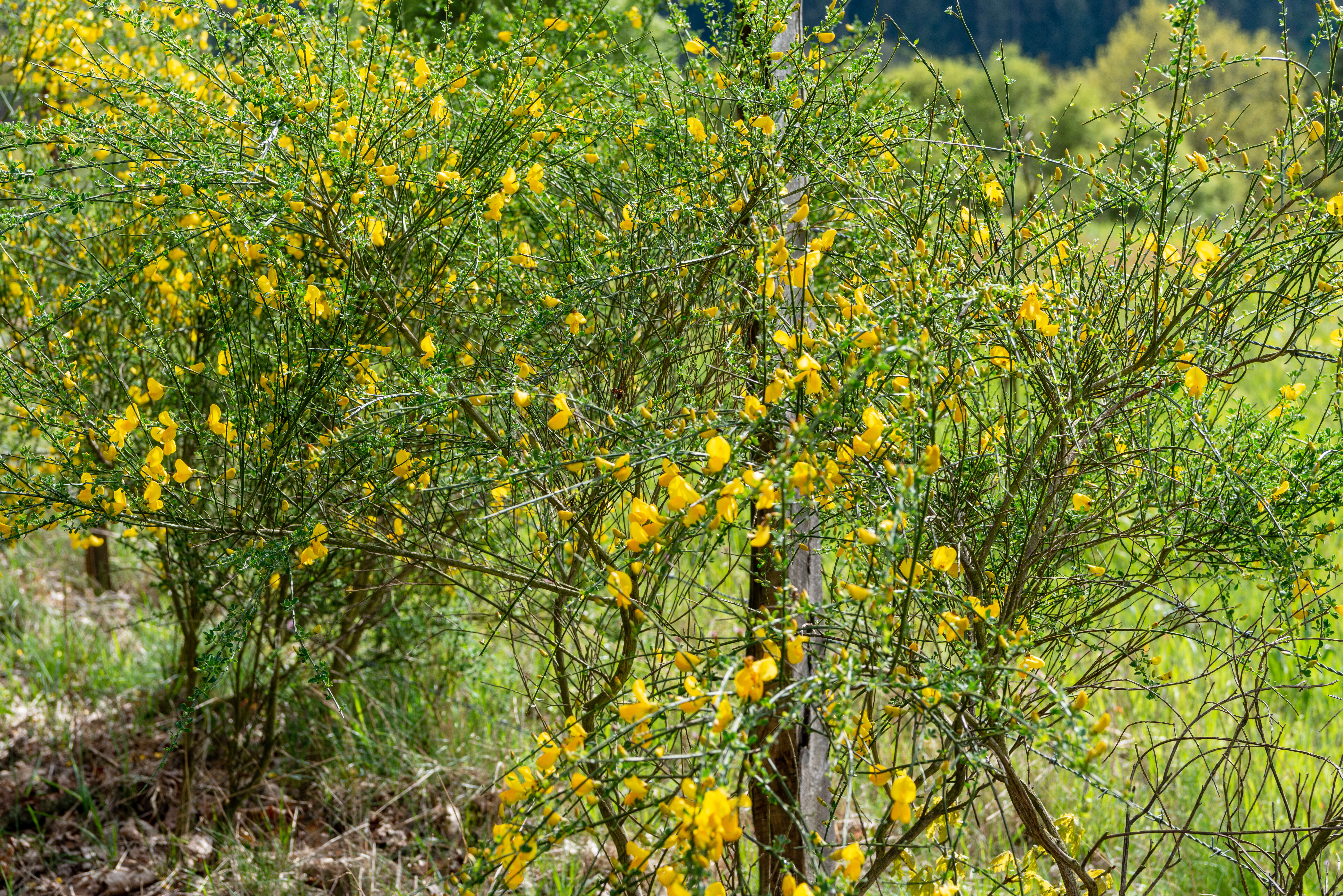 Image of Broom