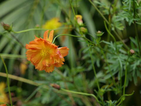 Image of sulphur cosmos