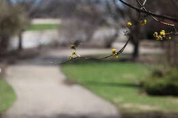 Image of Cornelian cherry dogwood