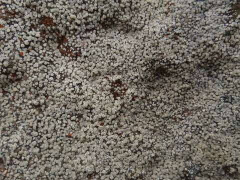 Image of Lecanora polytropa