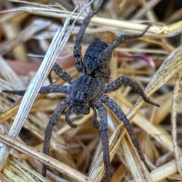 صورة Pardosa californica Keyserling 1887