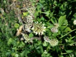 Imagem de Astrantia major L.