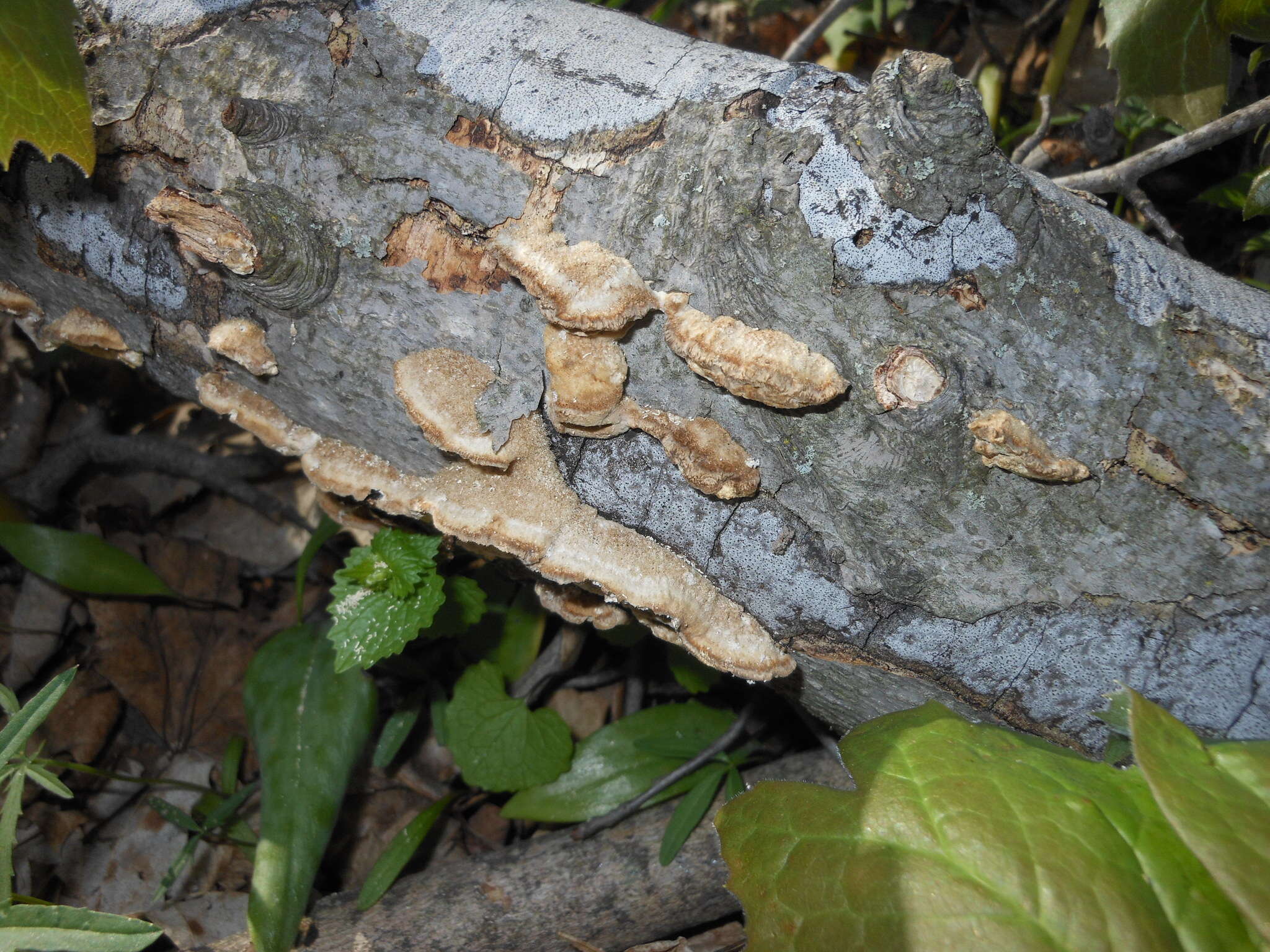 Image of Trametes pubescens (Schumach.) Pilát 1939