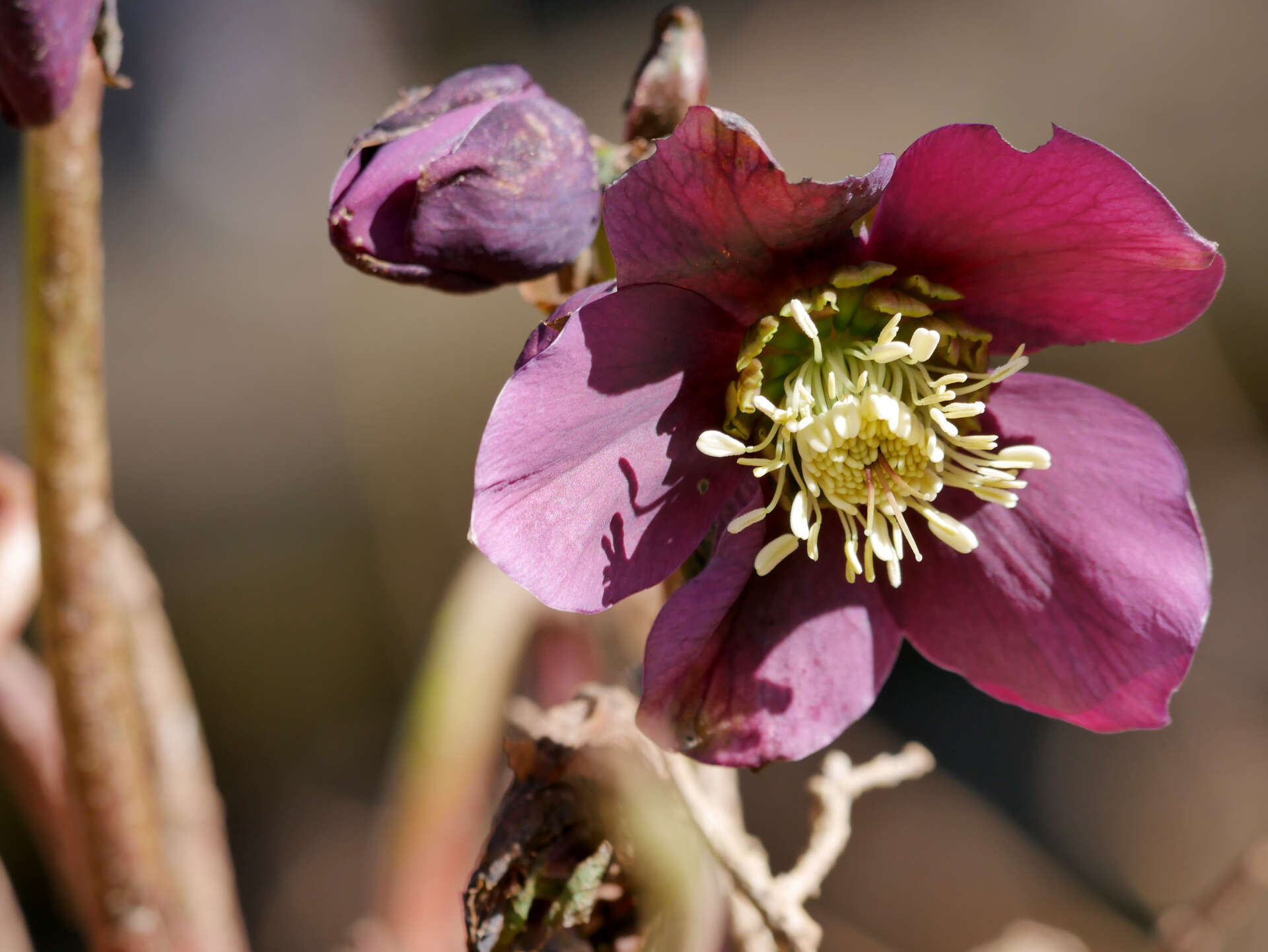 Image de Rose de carême