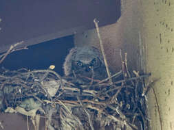 Image of Great Horned Owl