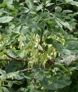 Слика од Fraxinus latifolia Benth.