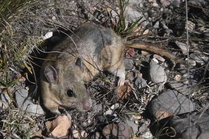 Image of Goldman's Woodrat