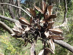 Doryanthes excelsa Corrêa resmi