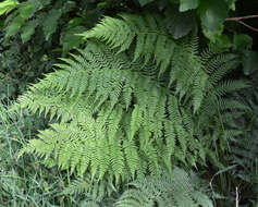 Image of Lady-fern