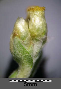 Image of Jersey cudweed