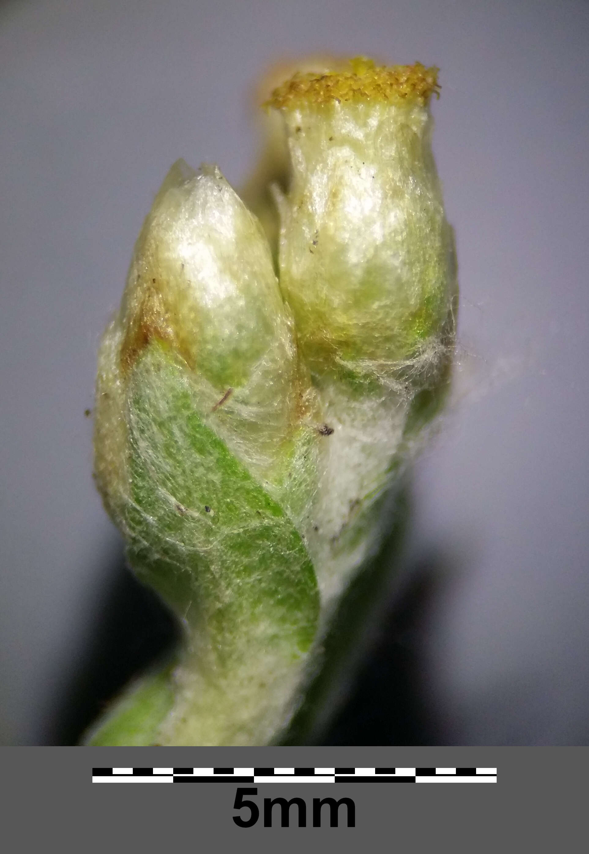 Image of Jersey cudweed