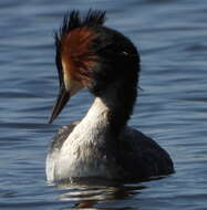 Image of Podiceps Latham 1787