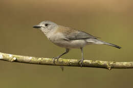 Image of Grey Shrike-thrush