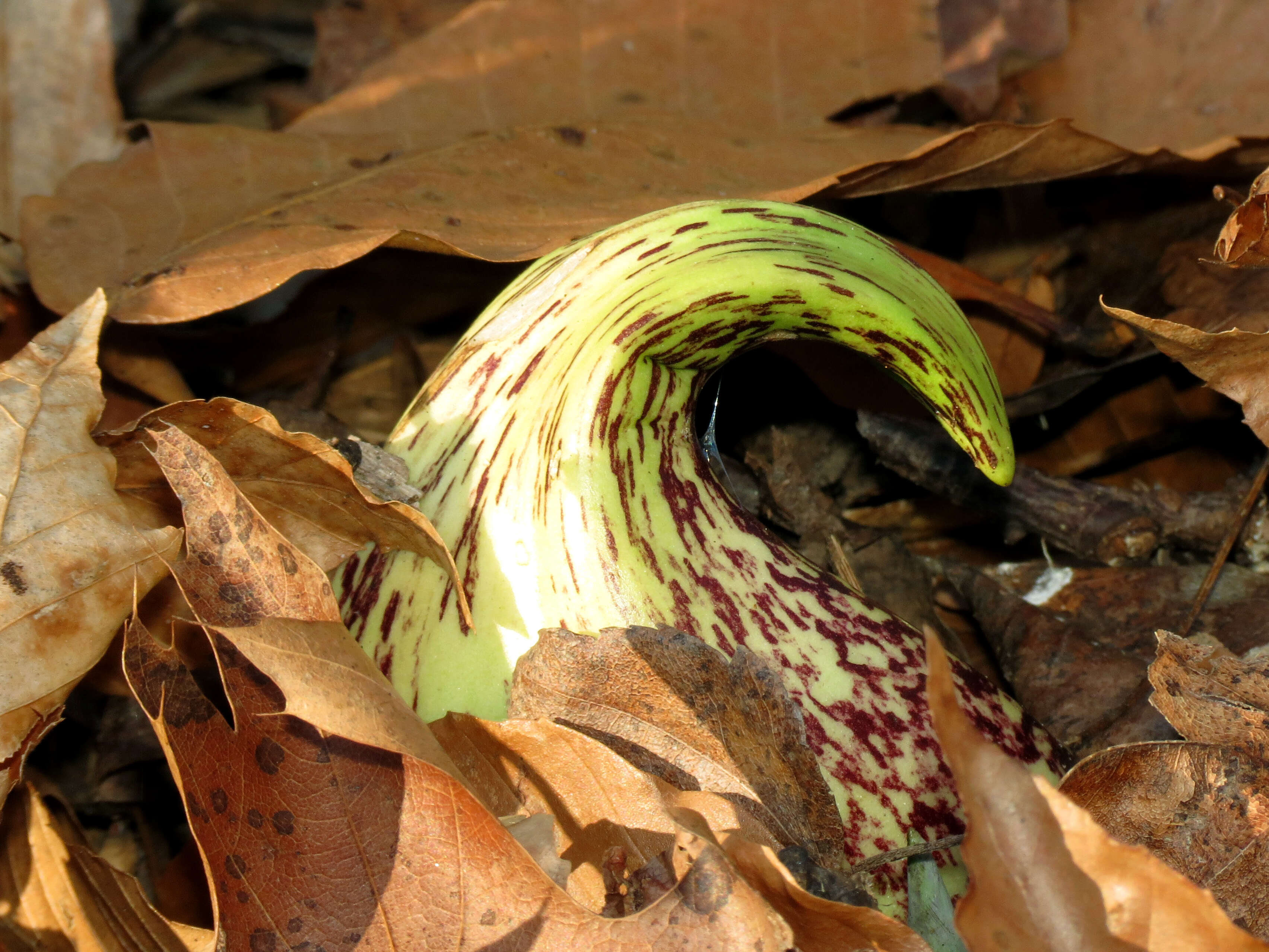 Image of Clumpfoot Cabbage