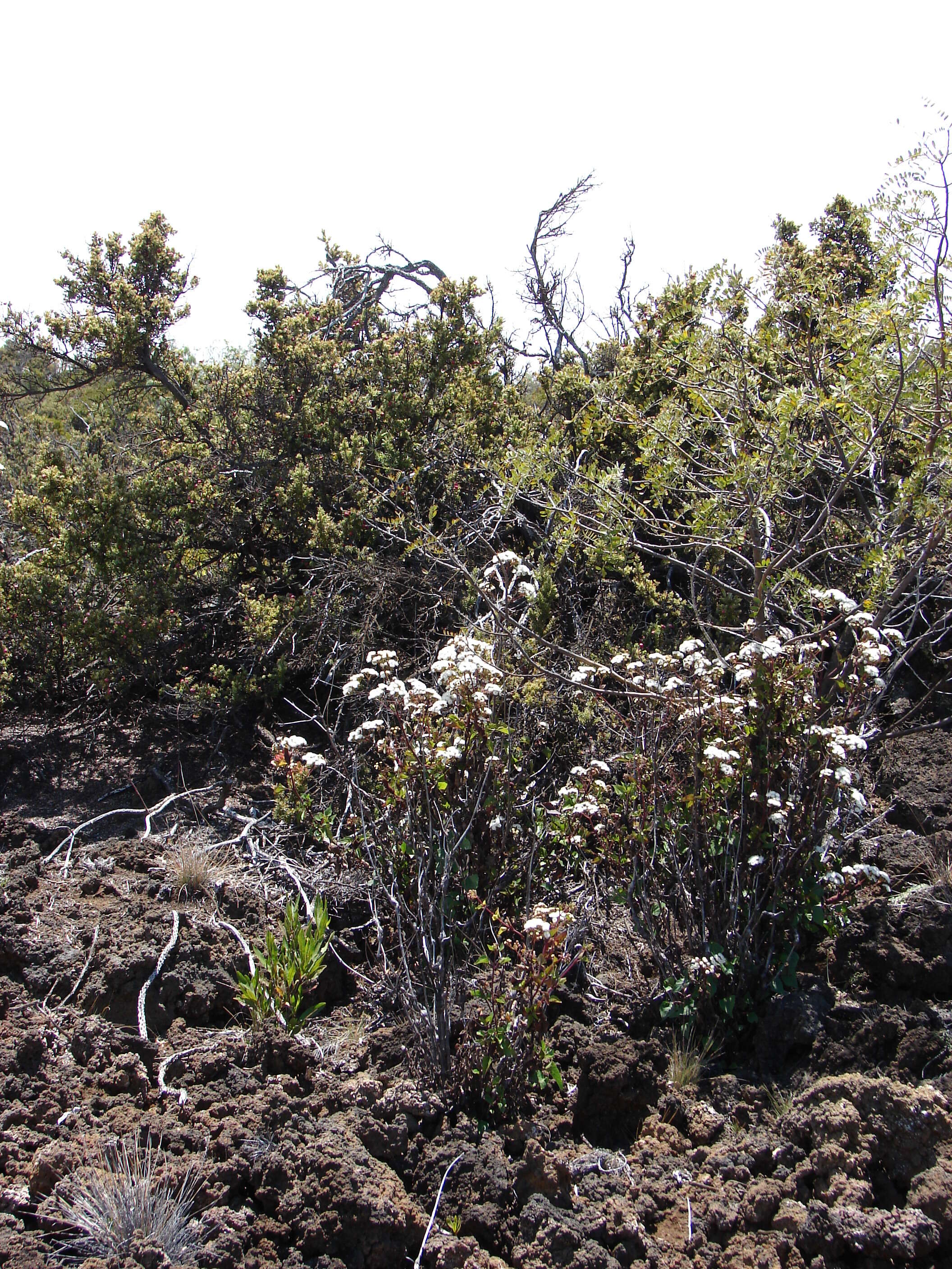 Image of sticky snakeroot