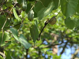 Image de Aristolochia ringens Vahl