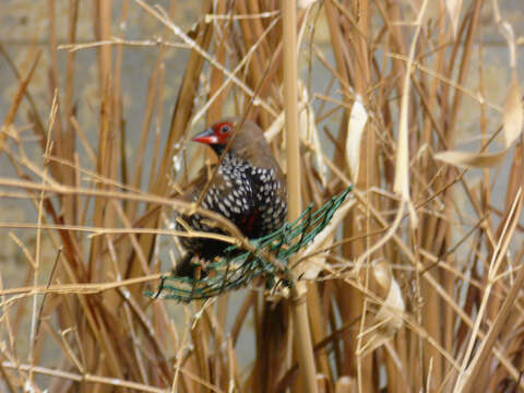 Image of Painted Finch