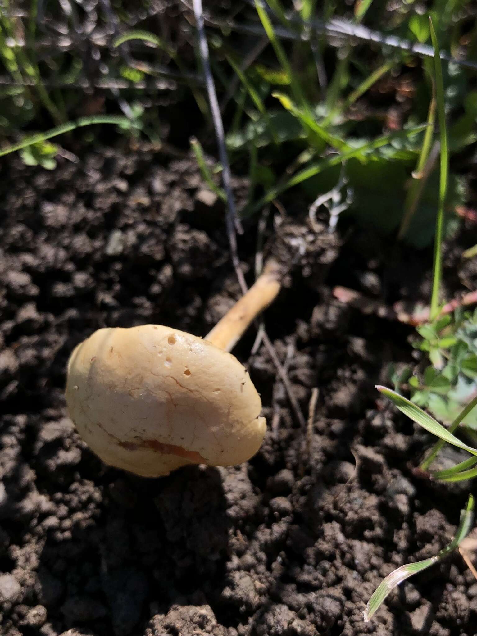 Image of common agrocybe