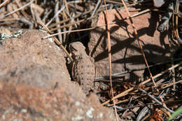 Image of Greater Short-horned Lizard