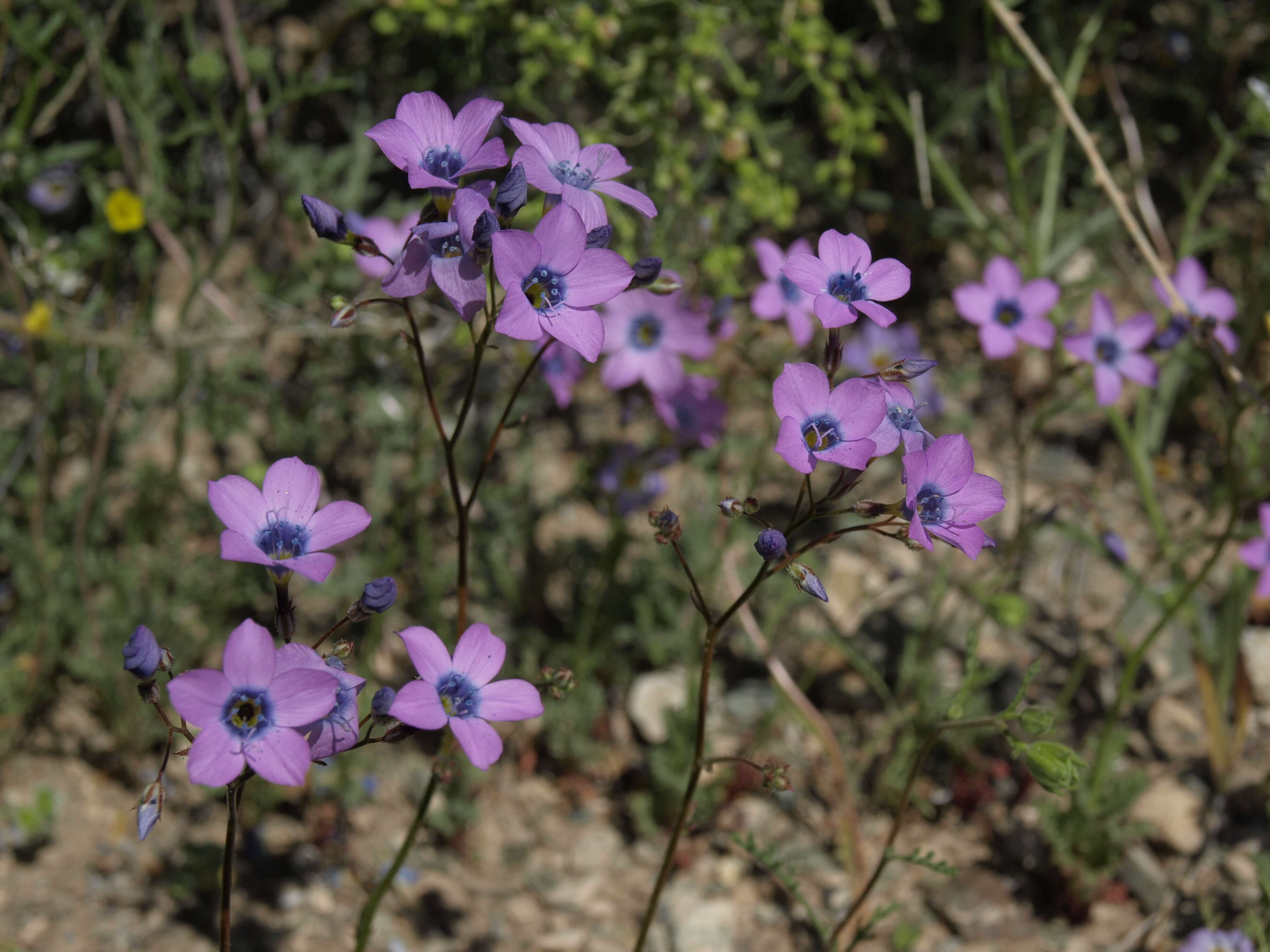 Image of showy gilia