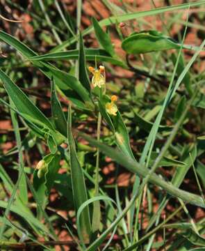 Image of Wandering jew