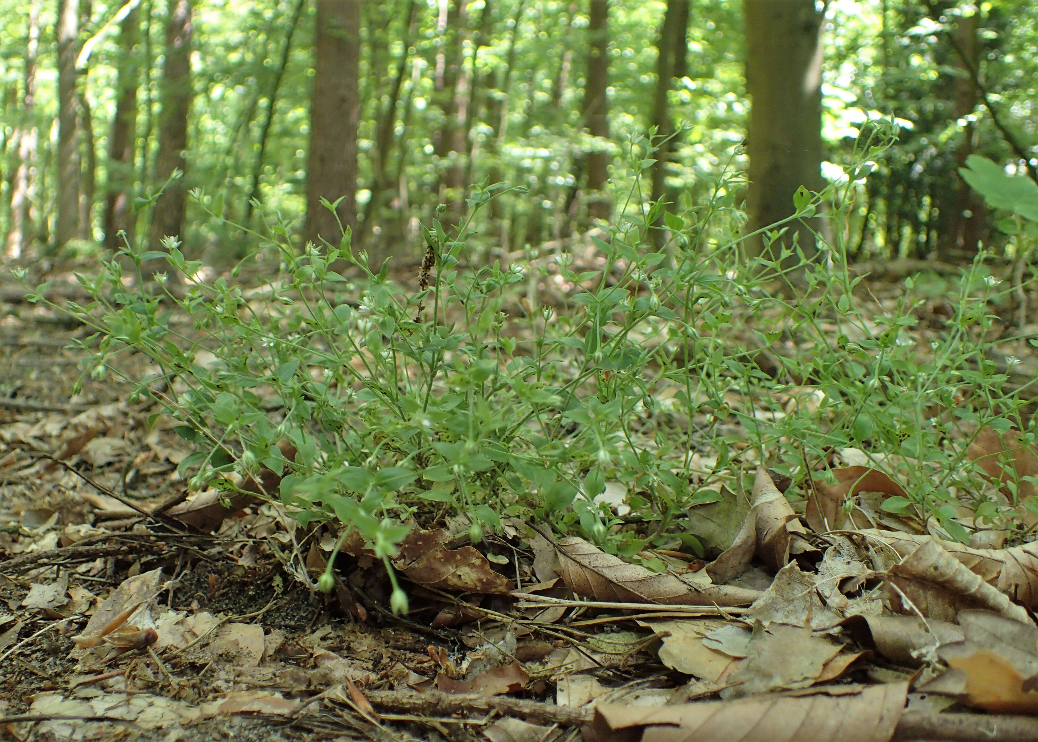 Слика од Moehringia trinervia (L.) Clairv.