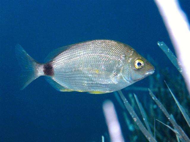 Image of Annular Seabream