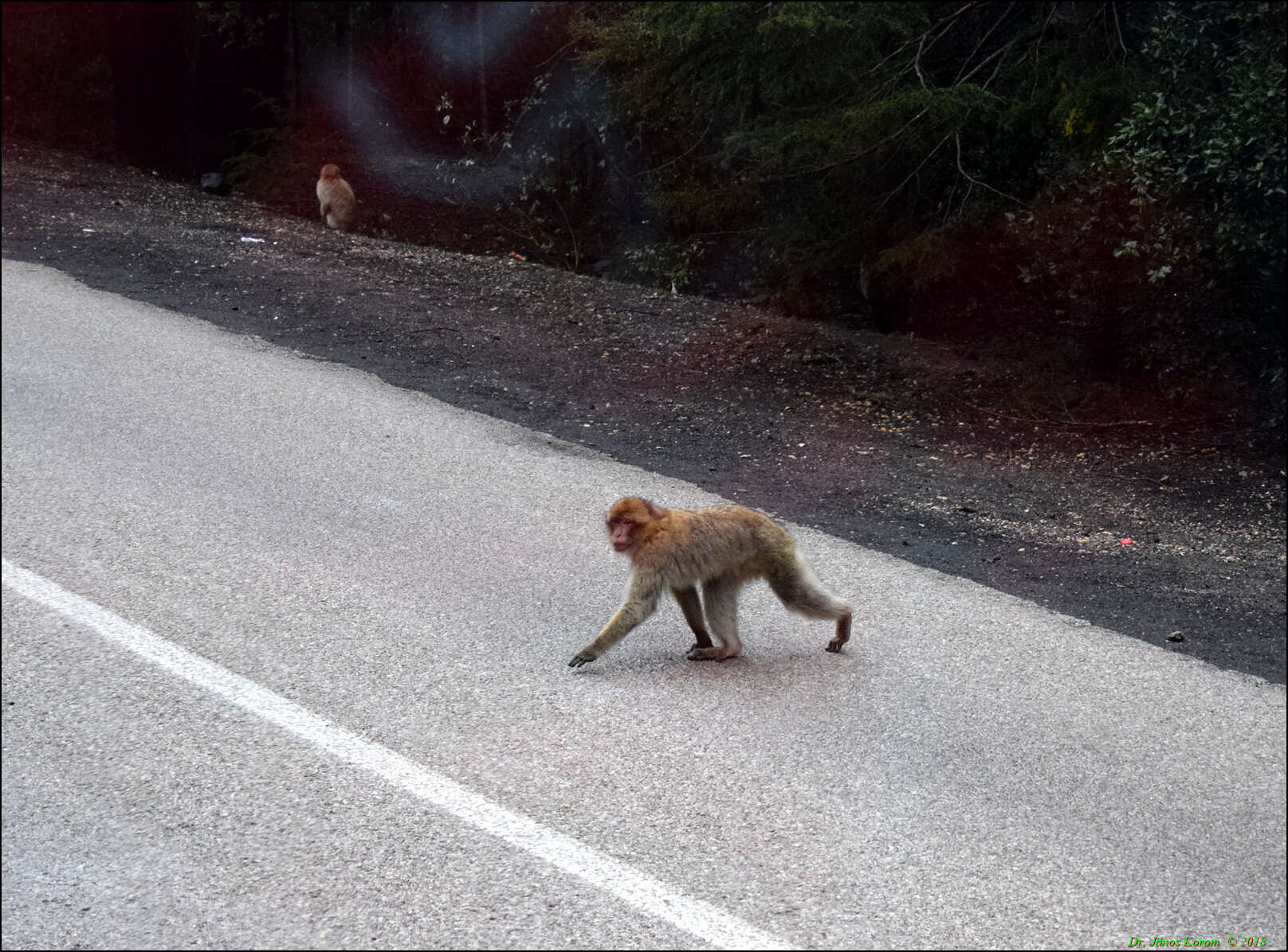 Image of Barbary Ape