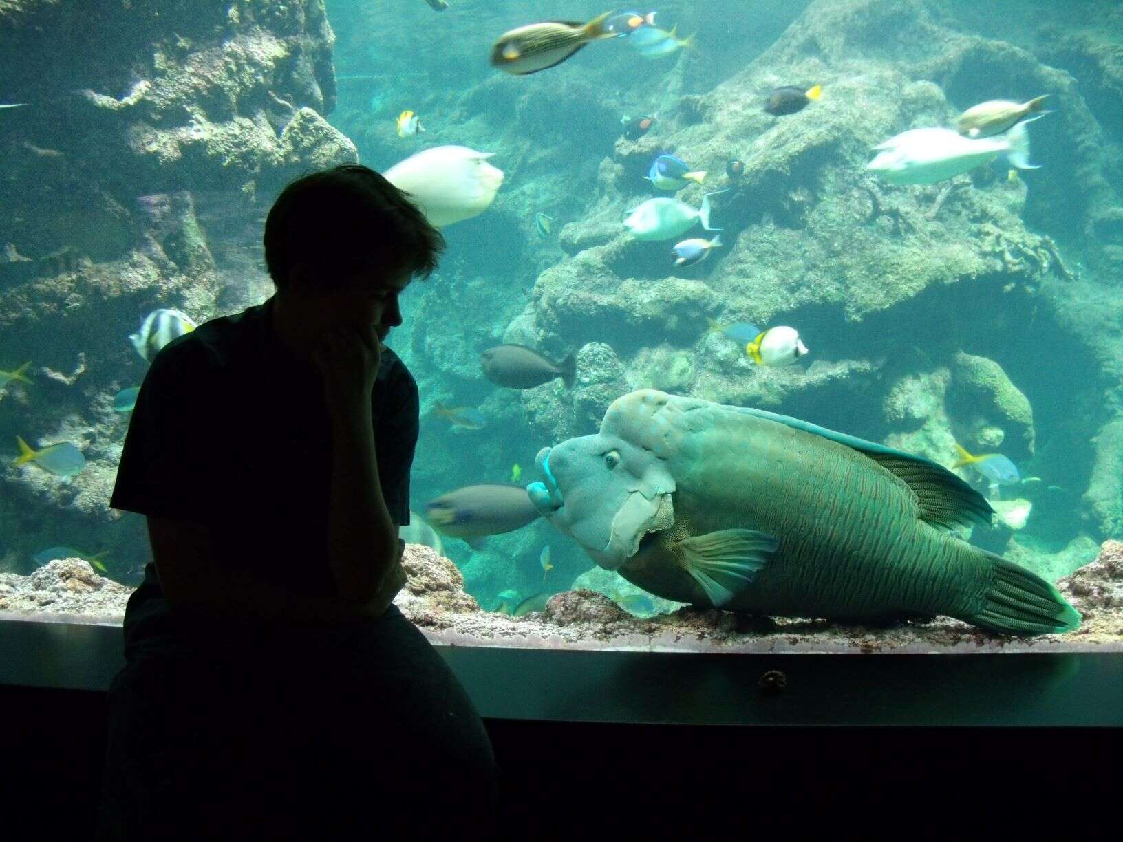 Image of Giant Wrasse