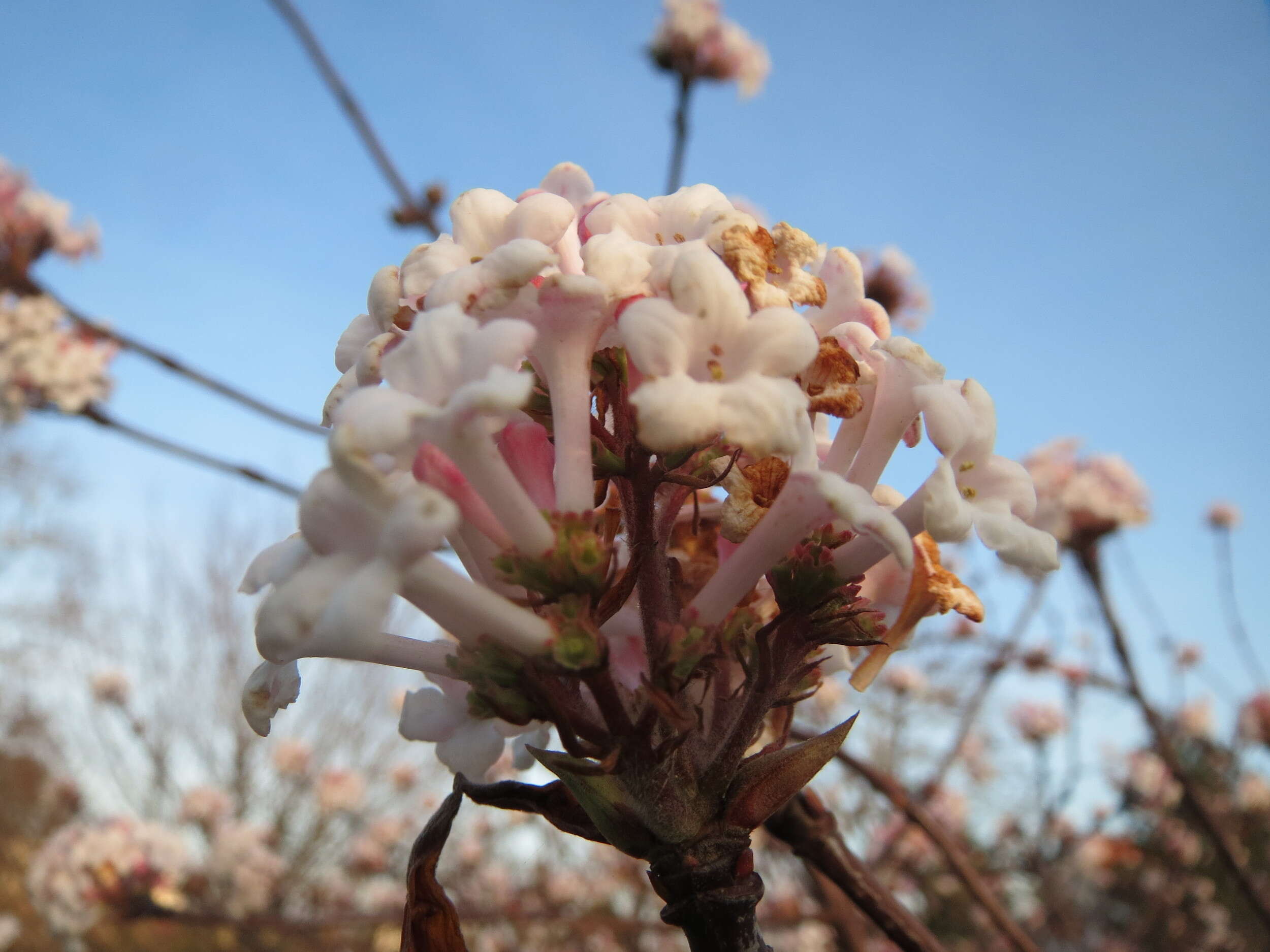 Sivun Viburnum × bodnantense kuva