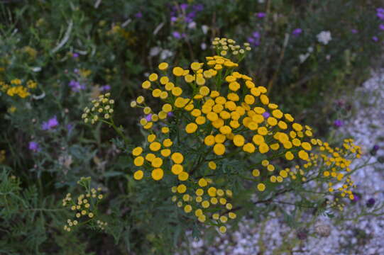 Image of common tansy