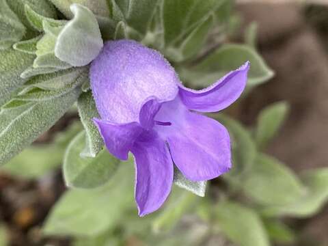 Image of Eremophila hygrophana Chinnock