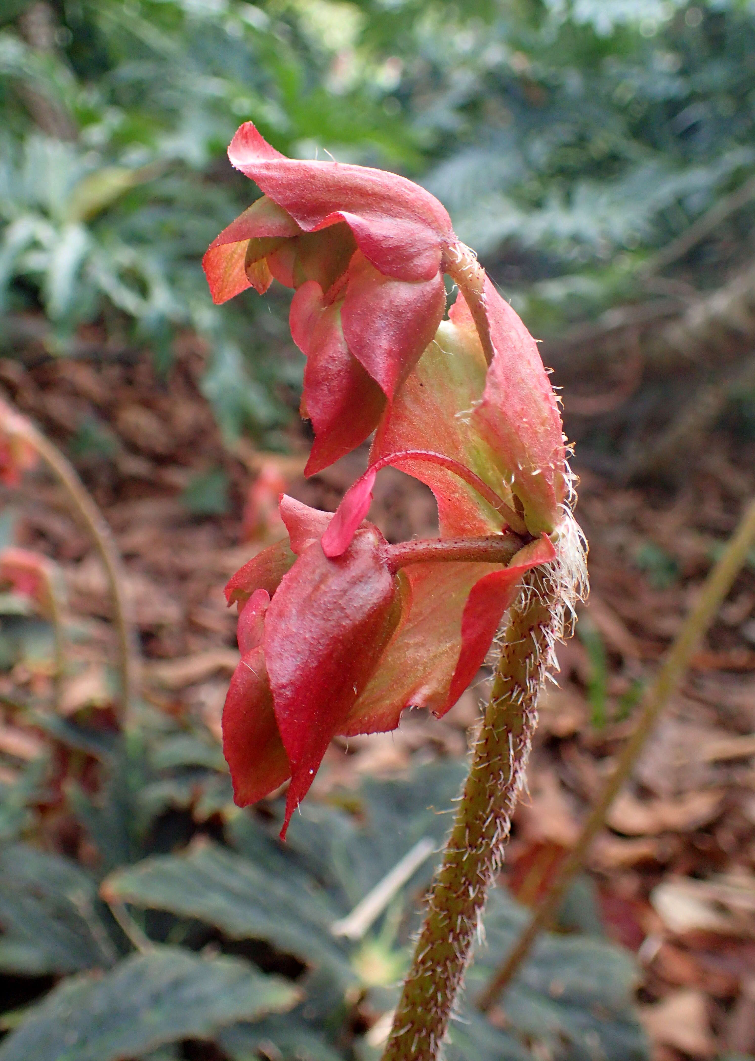 Image of starleaf begonia