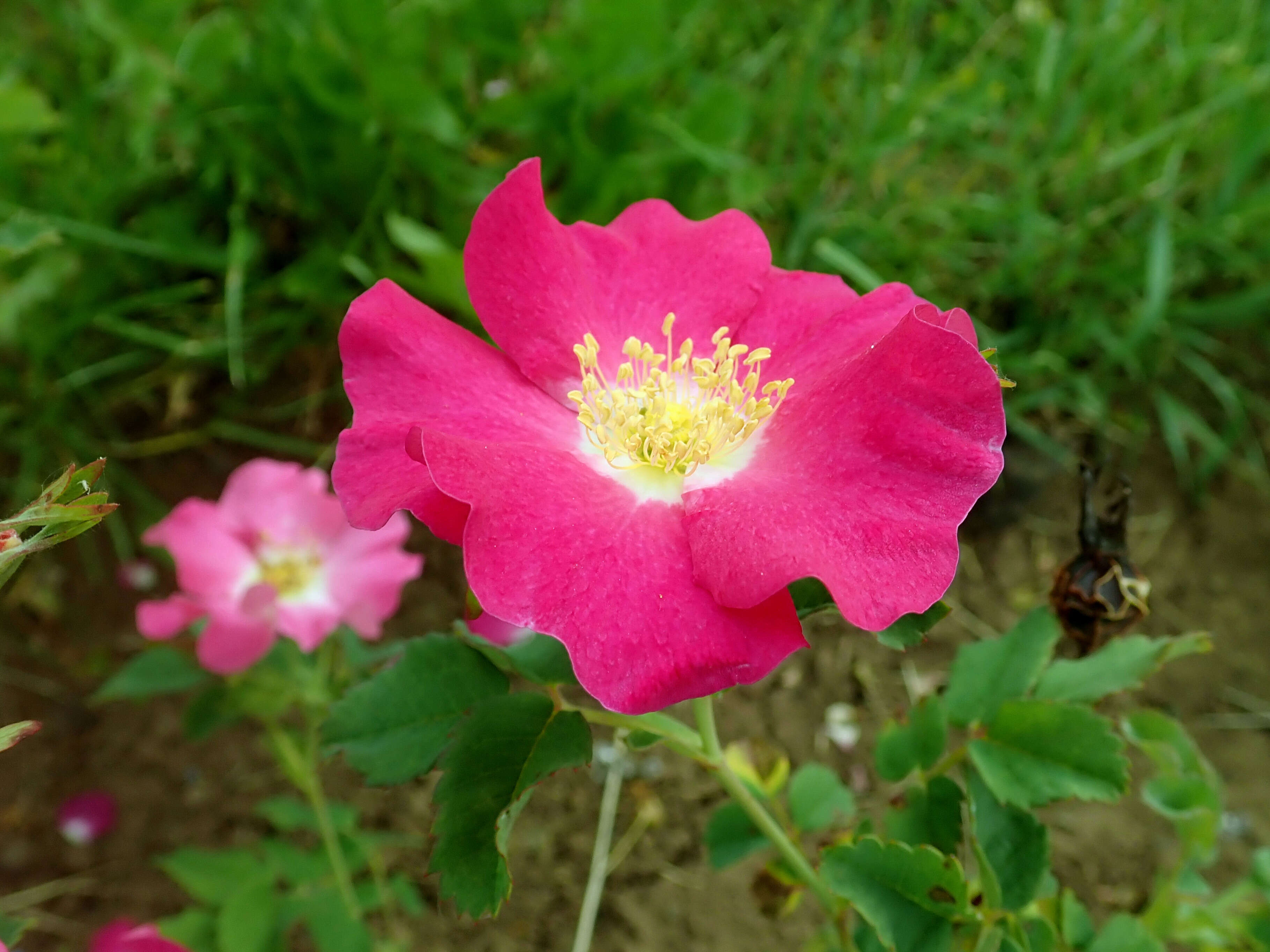 Image of prairie rose