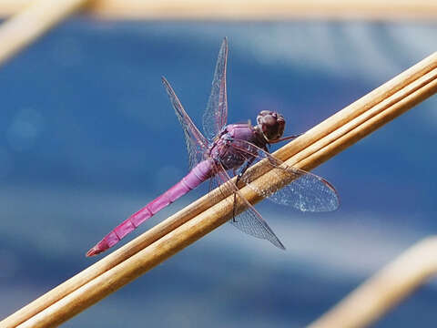 Image of Roseate Skimmer