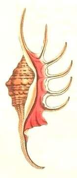 Image of orange spider conch